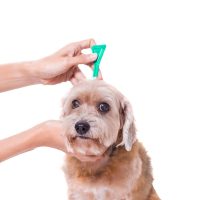 Anti fleas & Ticks | مضادات الحشرات