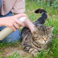 Anti fleas & Ticks | مضادات الحشرات
