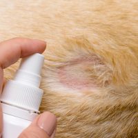 Anti Fungal | مضادات الفطريات