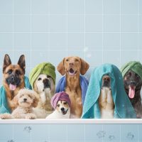 Shampoo | شامبو