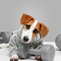 Supplements | المكملات