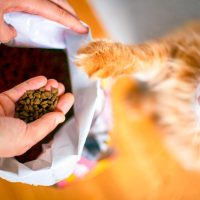 Dry Food | الأكل الجاف